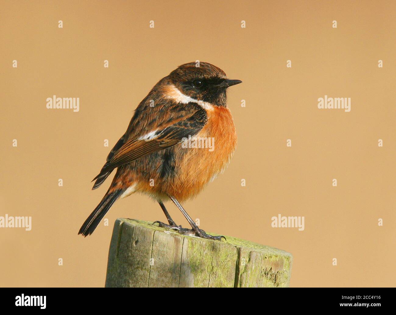 Western Stonechat (Saxicola rupicola hibernans, Saxicola hibernans), Male British Stonechat Norfolk, appollaiato su un palo di legno, Regno Unito, Foto Stock