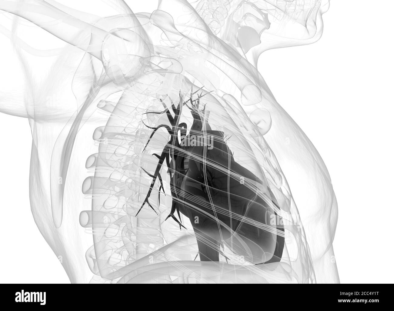 Cuore umano all'interno del corpo. Anatomia. illustrazione 3d. Foto Stock