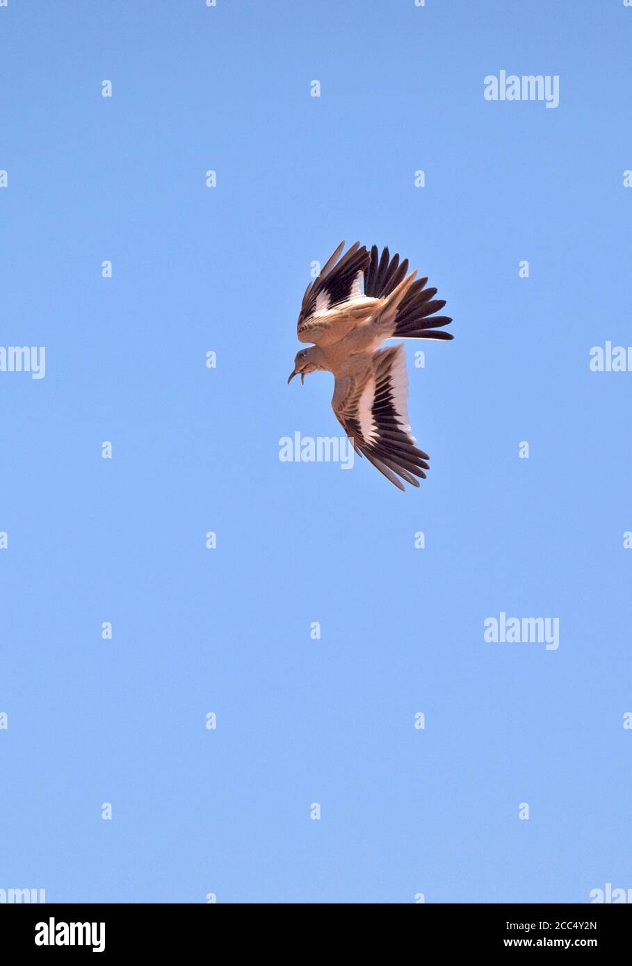 Lark di hoopoe, lark bifasciato (Alaemon alaudipes, Alaemon alaudipes alaudipes), maschio adulto in volo di esposizione, Marocco Foto Stock