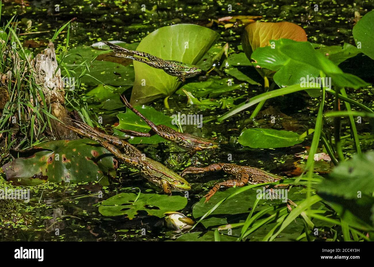 rana di palude, rana di lago (Rana ridibunda, Pelophylax ridibundus), quattro rane saltano dal loro posto di sole in uno stagno, Germania, Baviera, Isental Foto Stock