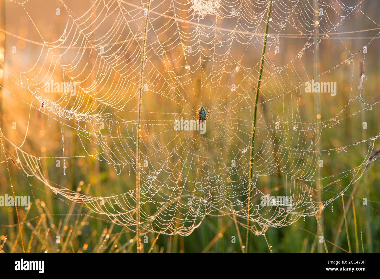 Orbweaver (Neoscona adianta), in una rete di ragni coperta di dewdrops all'alba, Germania, Baviera Foto Stock