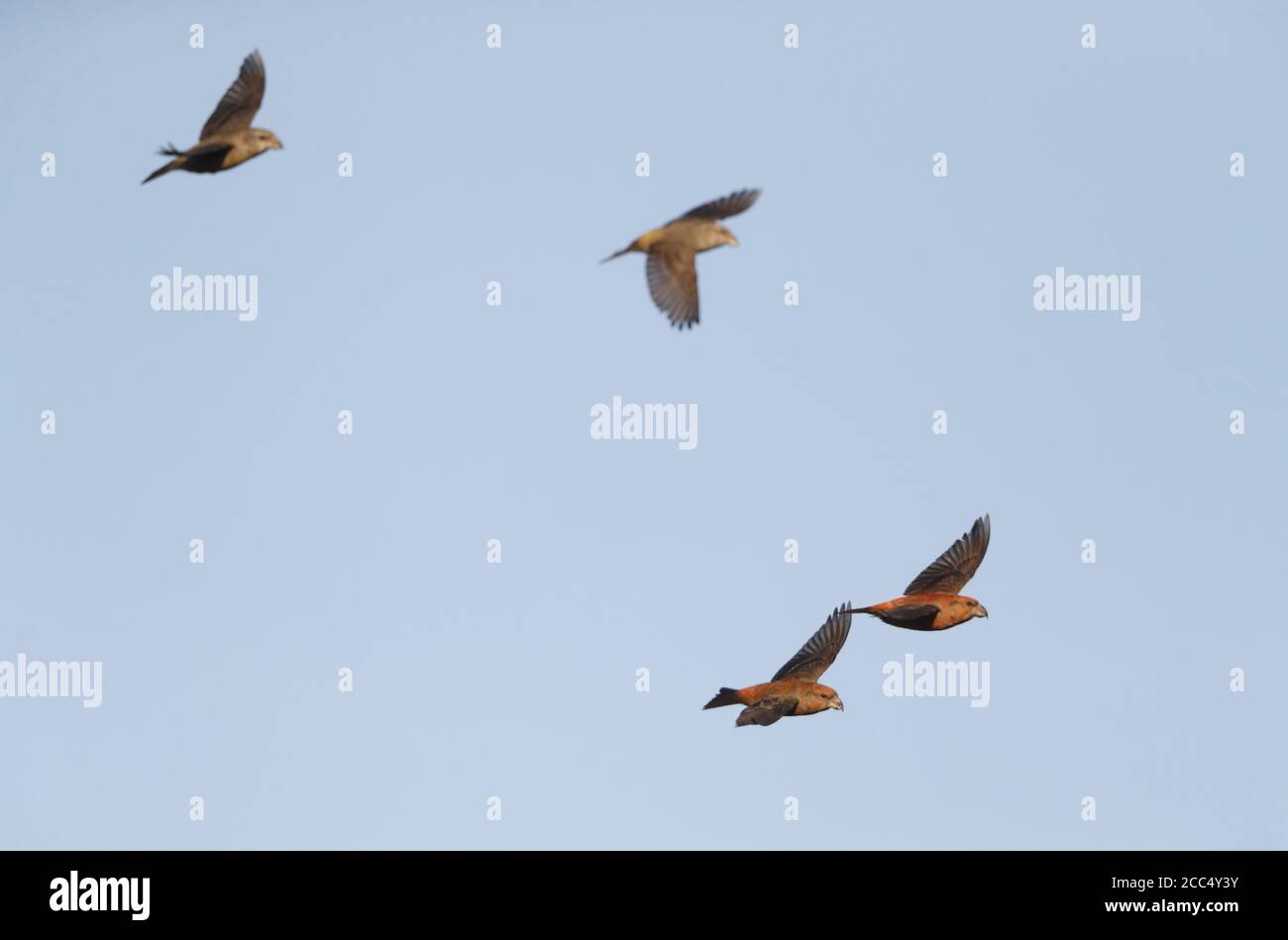 pappagallo crossbill (Loxia pytyopsittacus), quattro Pappagallo Crossbill in volo, Danimarca Foto Stock