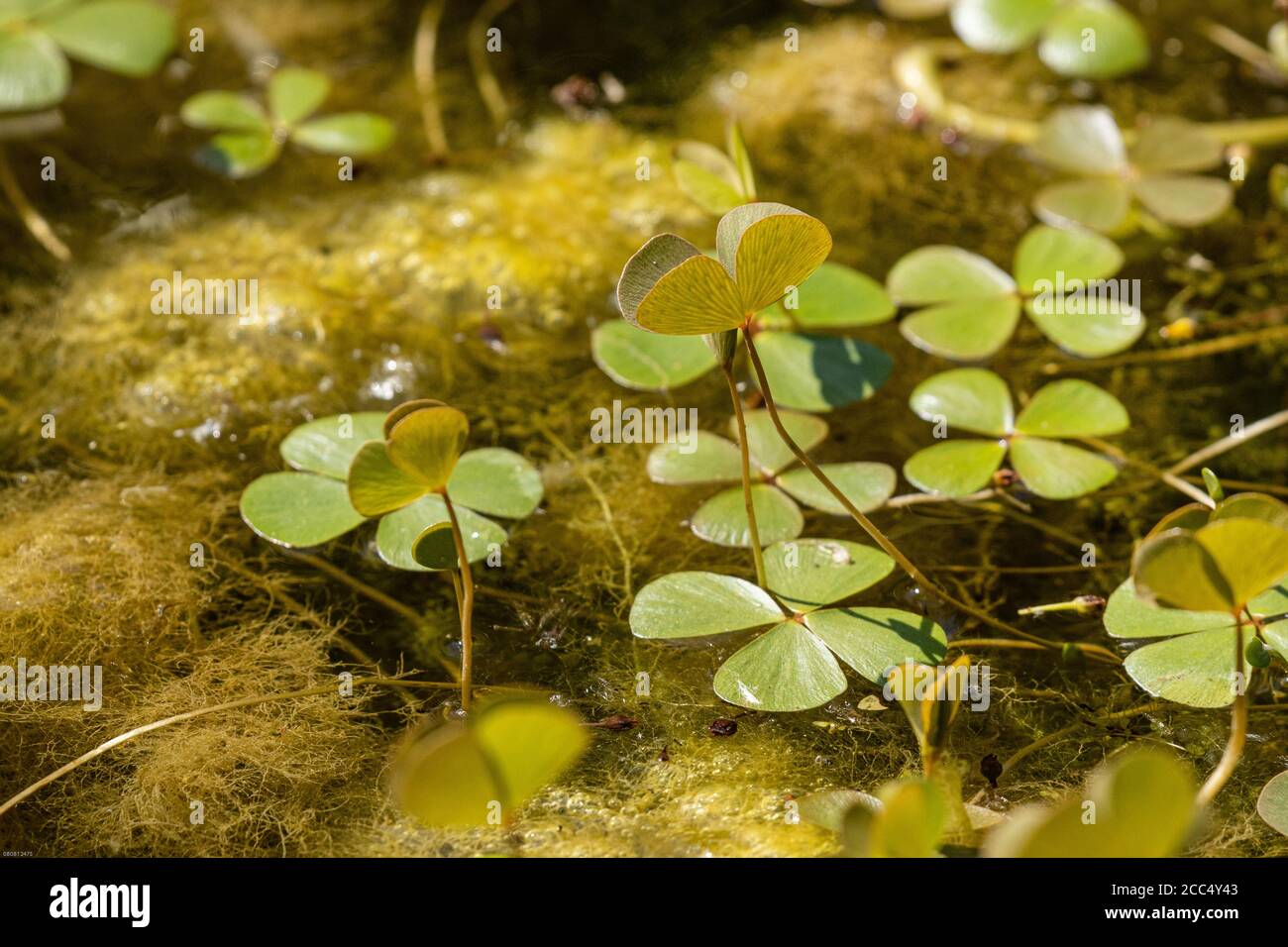 Trifoglio d'acqua europeo, felce d'acqua europea (Marsilea quadrifolia), in acqua, Germania Foto Stock