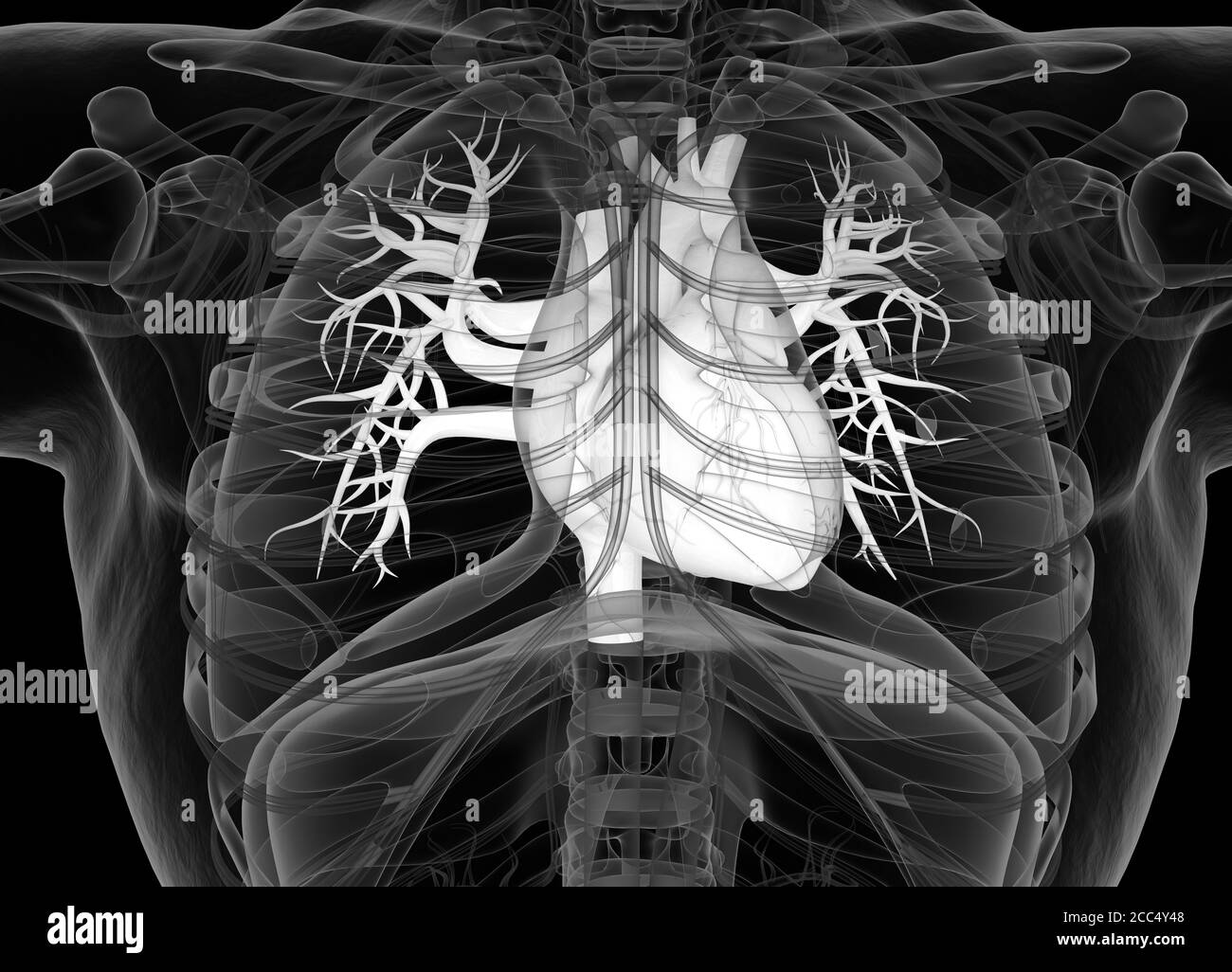 Cuore umano all'interno del corpo. Anatomia. illustrazione 3d. Foto Stock