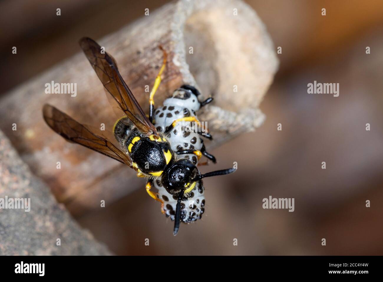 Vespa di Potter (Symmorphus murarius), femmina con larva di scarabeo  catturato (Chrysomela) al tubo di riproduzione, Germania Foto stock - Alamy