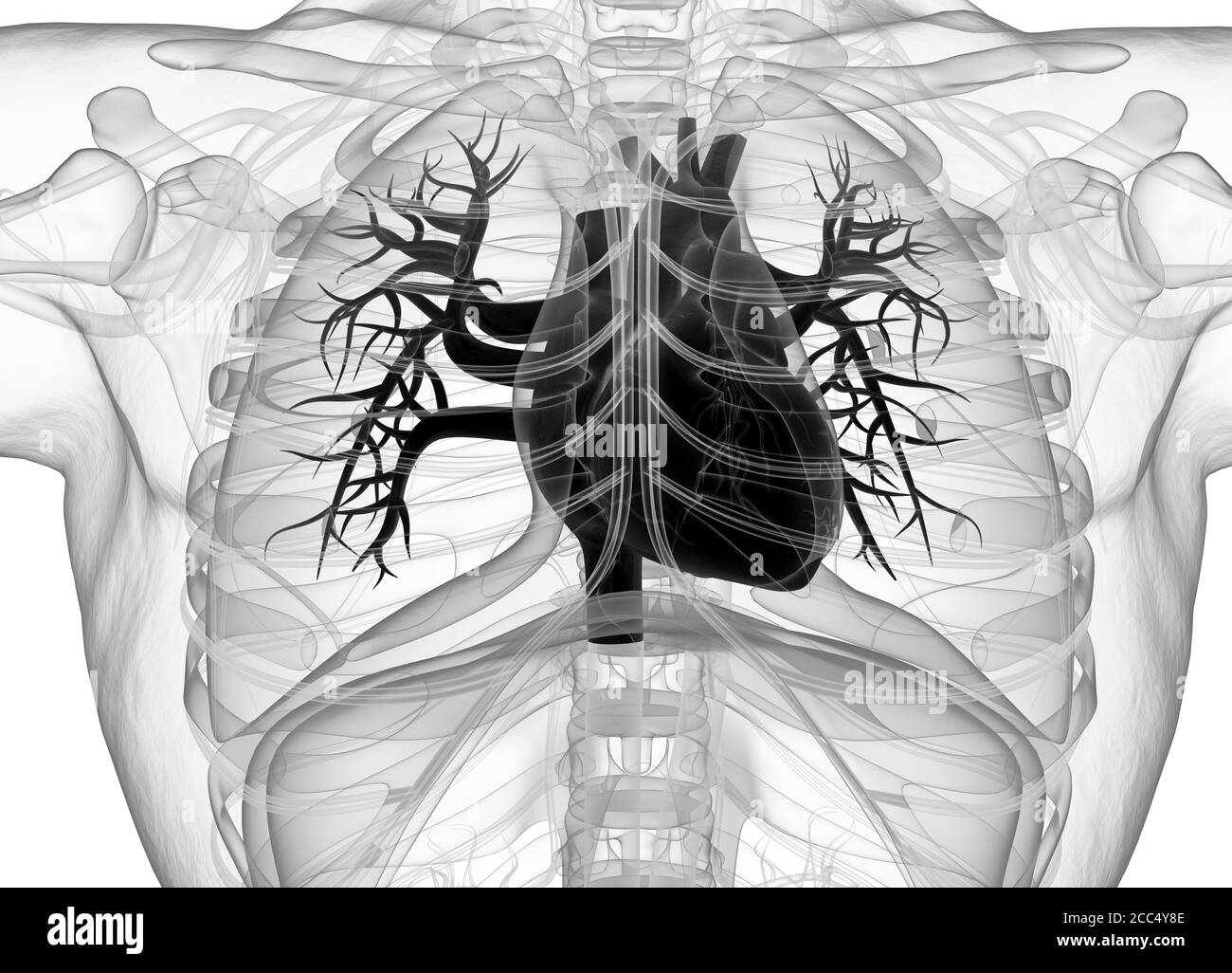 Cuore umano all'interno del corpo. Anatomia. illustrazione 3d. Foto Stock