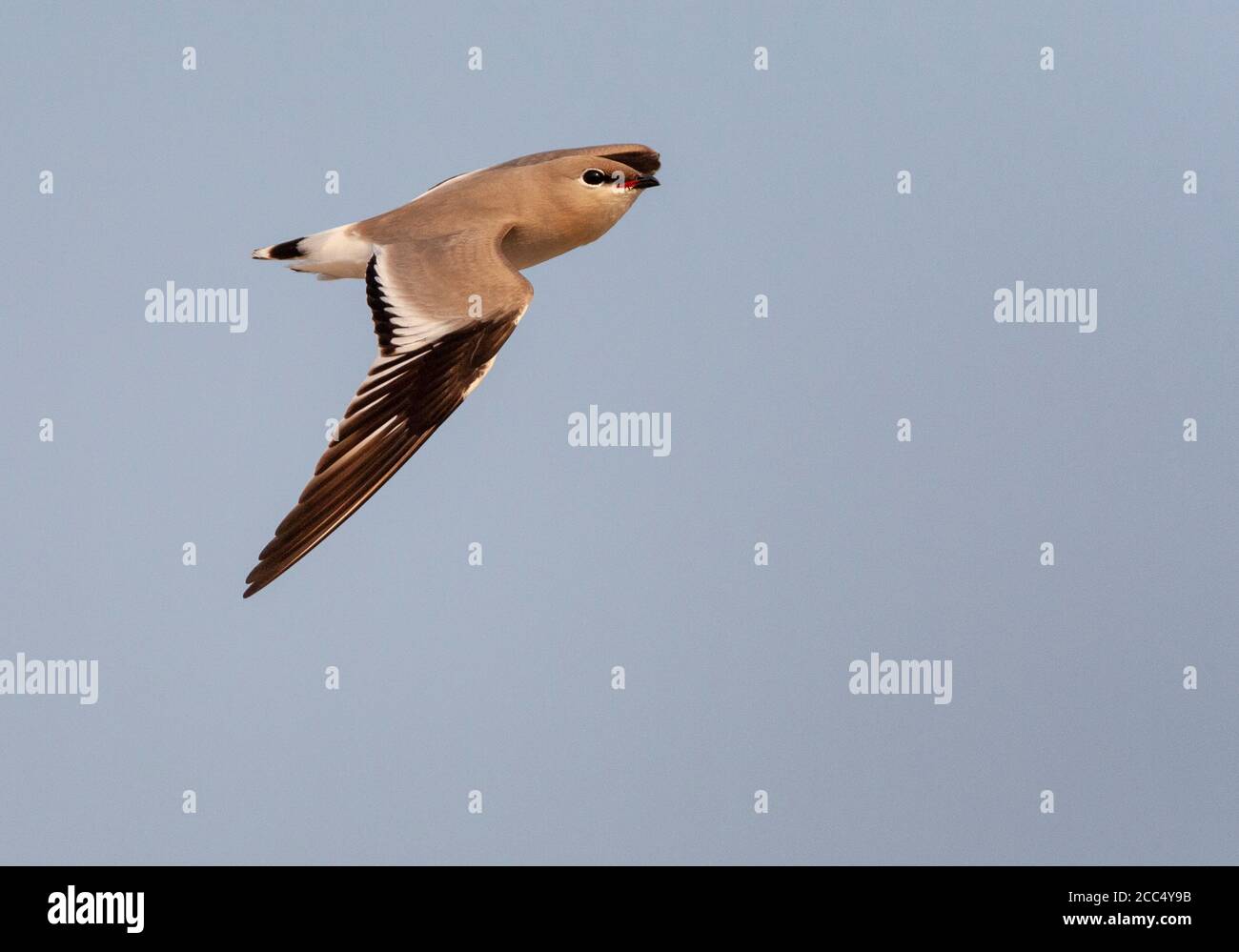 Piccolo pratincole (Lareola lactea), in volo, India, Assam, Parco Nazionale Nameri Foto Stock