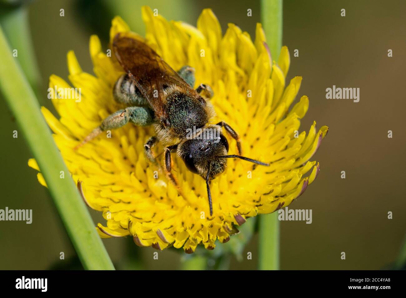 Great BANDED solco-ape (Halictus scabiosae), femmina che visita un fiore di thistle di scrofa, Germania Foto Stock