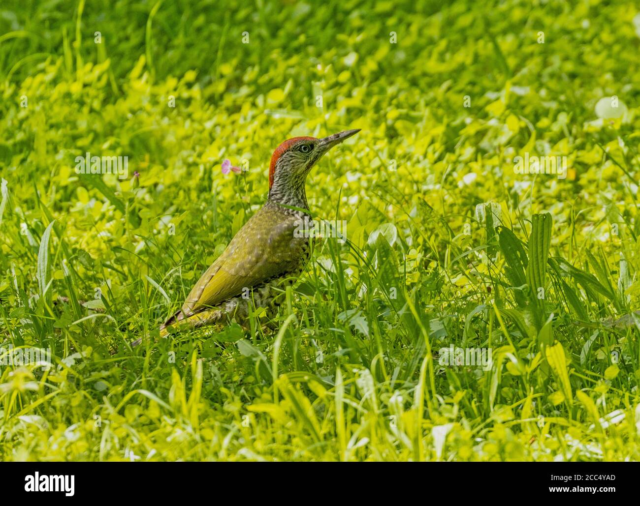 Picchio verde (Picus viridis), foraggio giovanile in un prato, Germania, Baviera Foto Stock