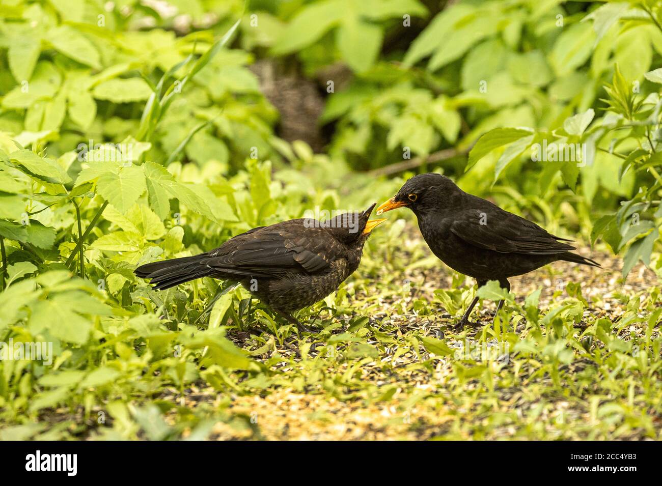 blackbird (Turdus merula), alimentazione maschile fledling al mangime estivo, Germania, Baviera Foto Stock