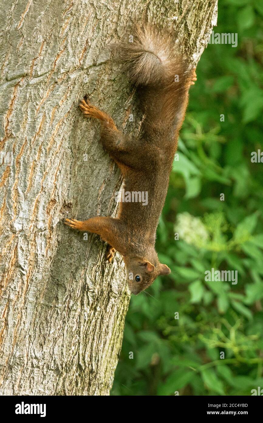 Scoiattolo rosso europeo, scoiattolo rosso eurasiatico (Sciurus vulgaris), morfo bruno, arrampicandosi capovolto su un tronco d'albero, Germania, Baviera Foto Stock