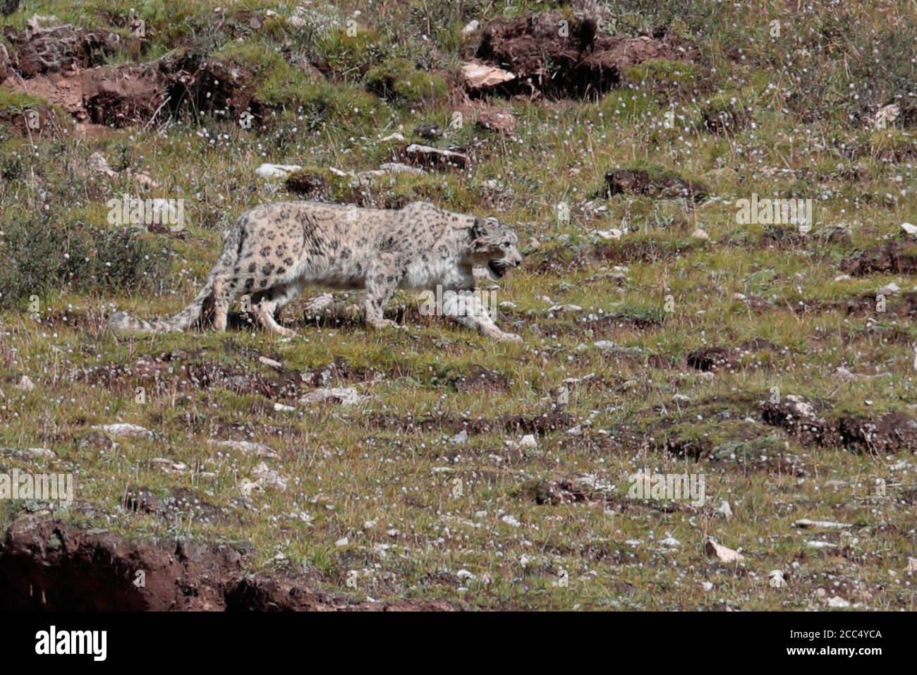 Leopardo delle nevi (Uncia uncia), vicino alla valle superiore del fiume Lancang (Mekong), sud della provincia del Qinghai, Cina agosto 2017 Foto Stock