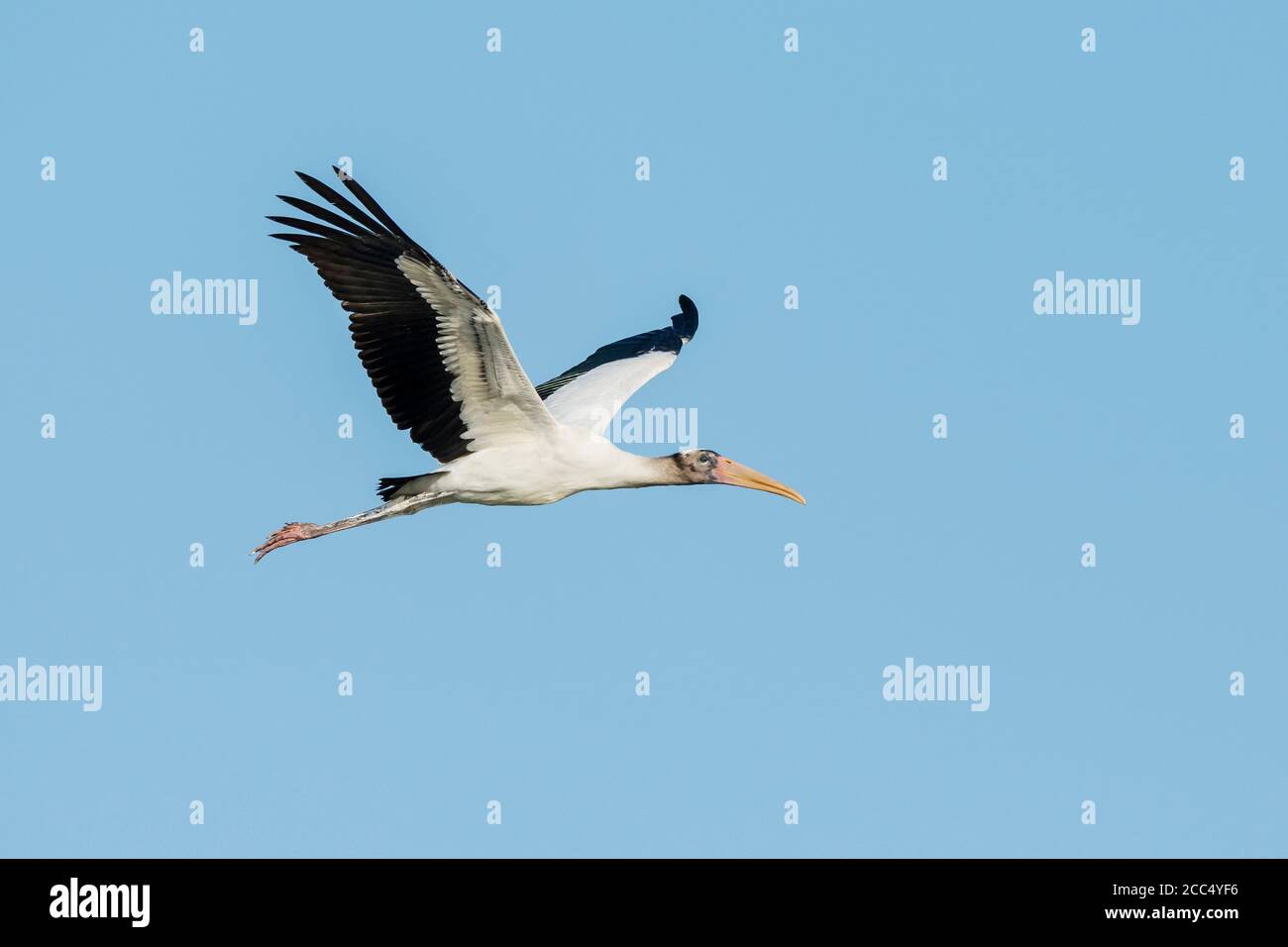 American wood ibis, Wood Stork (Mycteria americana), in volo, USA, Florida Foto Stock