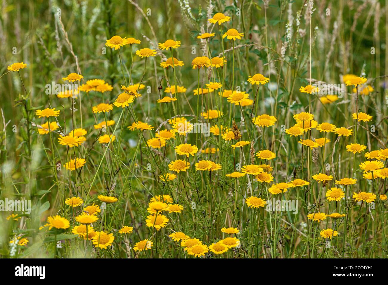 Camomilla gialla, camomilla di Dyer, Marguerite dorata, Camomilla Ox-Eye (Anthemis tinctoria), fioritura, Germania, Baviera Foto Stock