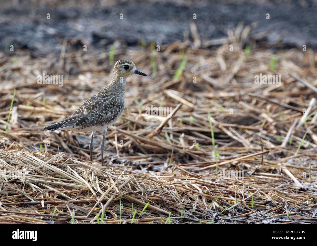 Plover dorato pacifico (Fulva di Pluvialis), primo-estate che sta in piedi a campo agricolo rurale, Tailandia Foto Stock