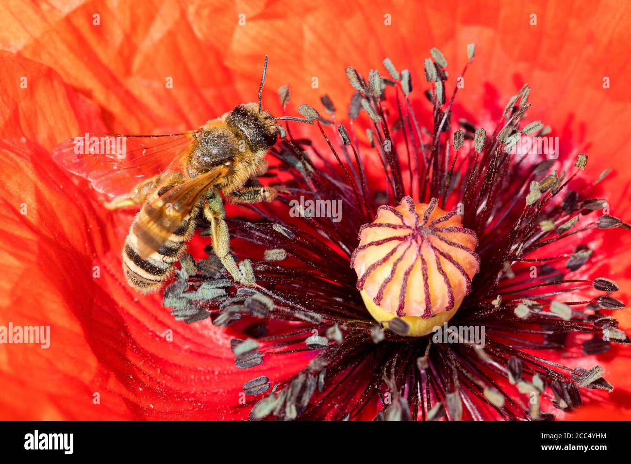 Great BANDED solco-ape (Halictus scabiosae), femmina che visita un fiore di papavero, Germania Foto Stock