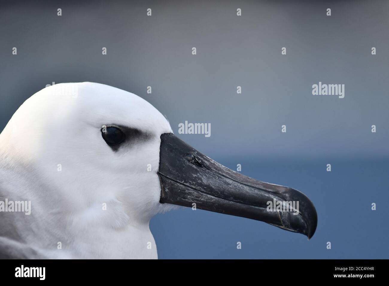 Albatross Atlantico dal naso giallo (Thalassarche chlororhynchos), Juvenile, primo piano della testa e del becco scuro, Tristan da Cunha Foto Stock