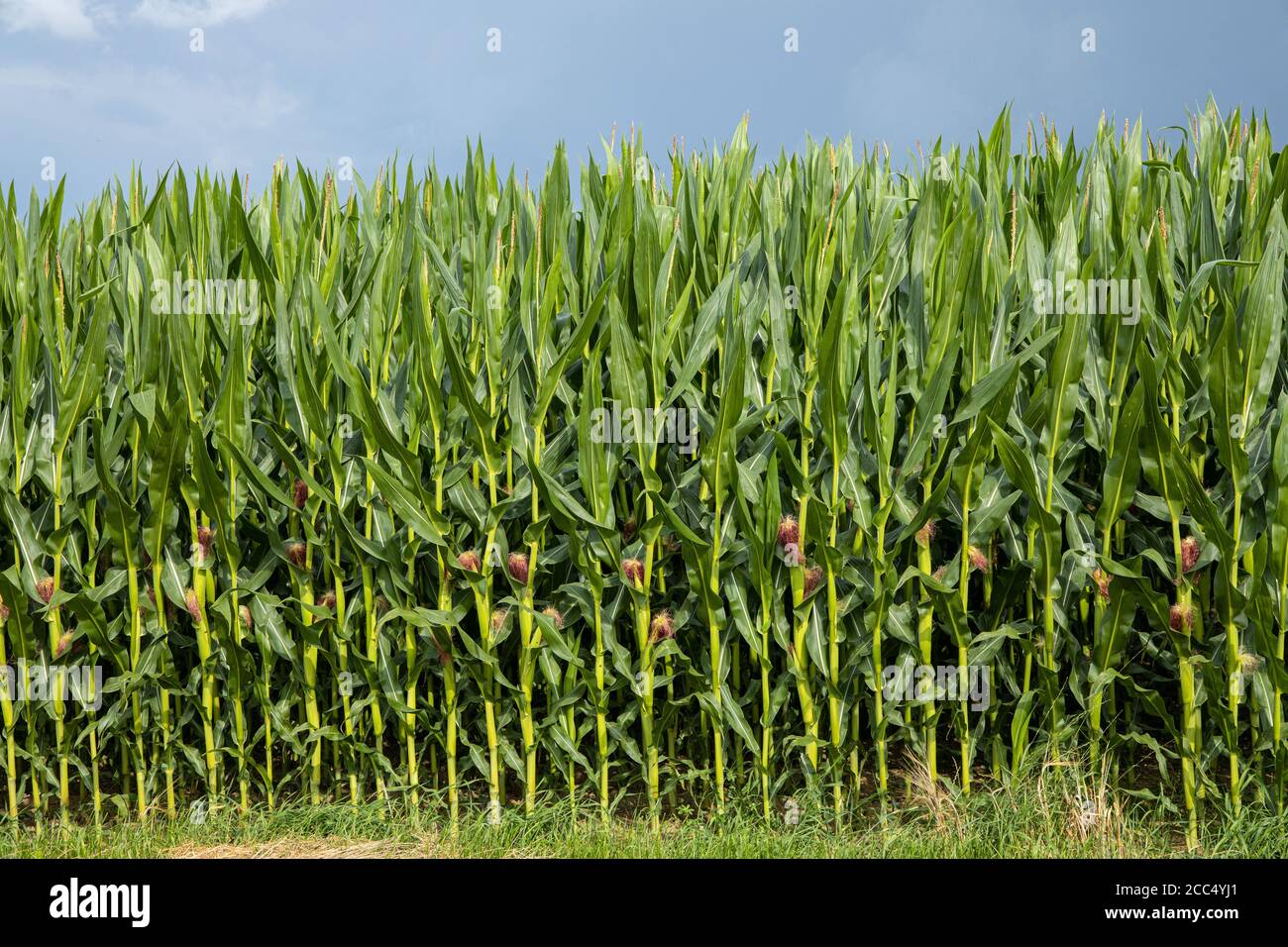 Mais indiano, mais (Zea mays), campo di mais fiorito, Germania, Baviera, Isental Foto Stock