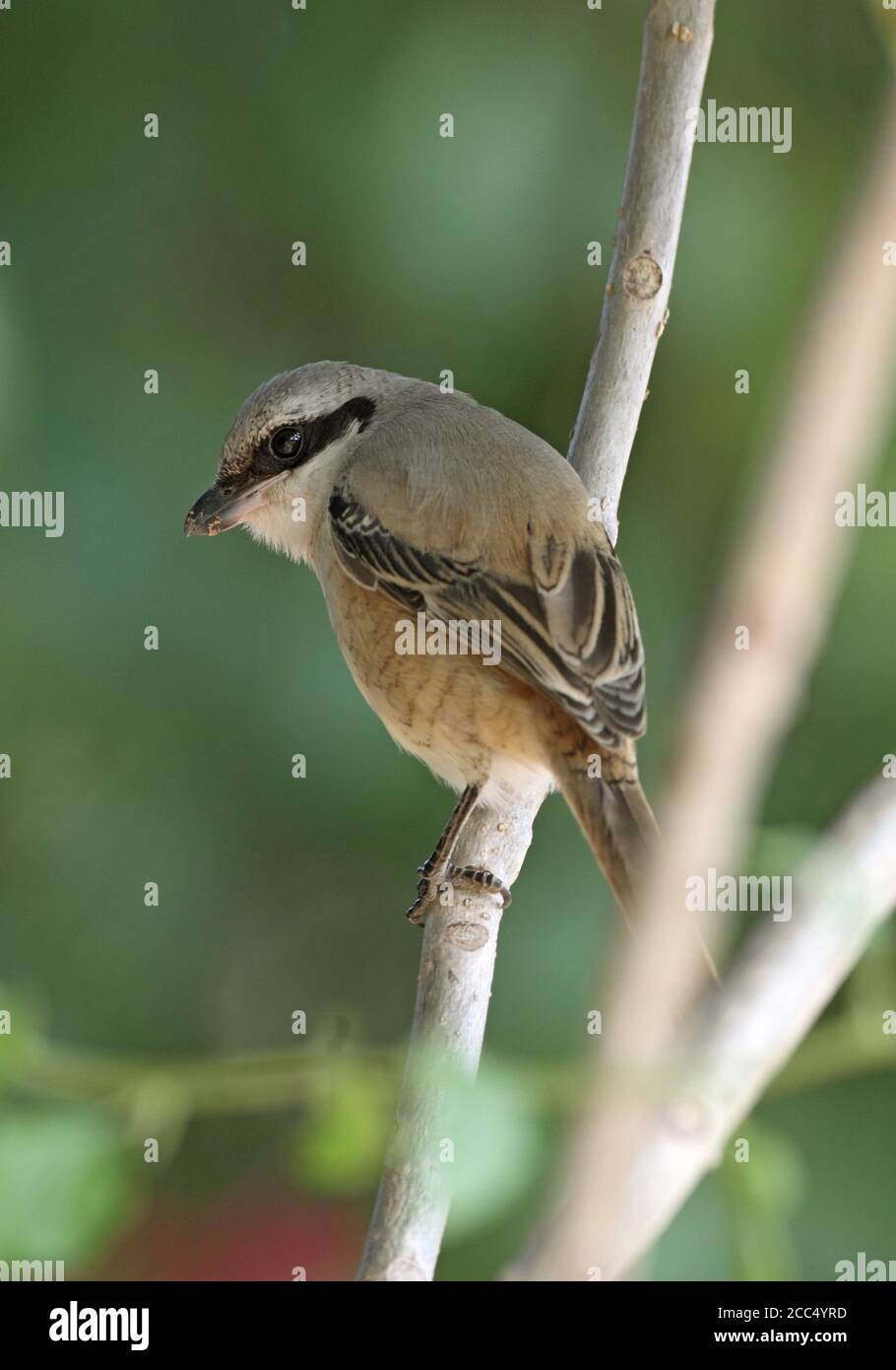 Shrike Shrike (Lanius schach erythronotus), primo inverno in una filiale, India Foto Stock