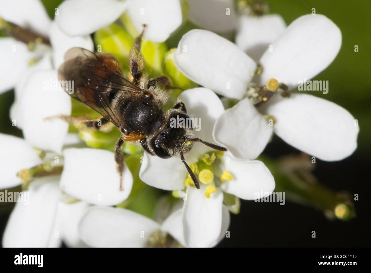 Ape da miniera a girasole rosse (Andrena labiata, Andrena cingulata), femmina su fiore di Alliaria petiolata, Germania Foto Stock