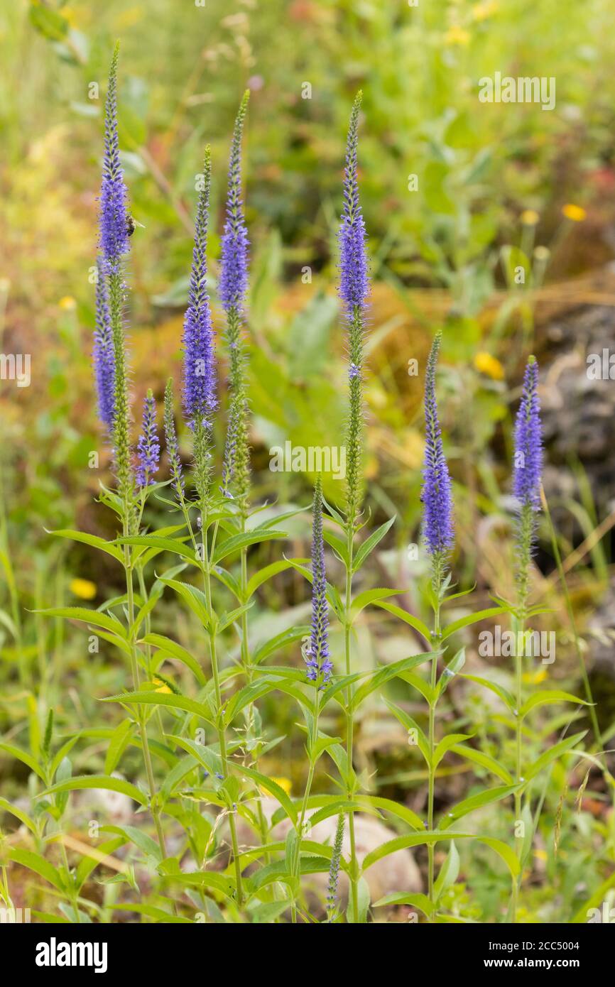 speedwell a lunga foglia (Veronica maritima, Pseudolysigachio longifolium, Veronica longifolia), fioritura, Germania, Baviera Foto Stock
