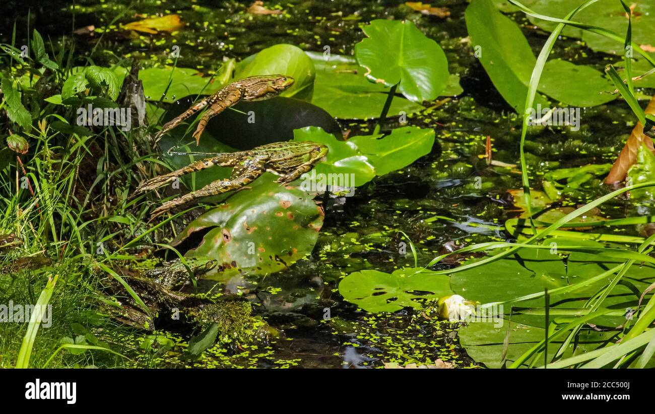rana di palude, rana di lago (Rana ridibunda, Pelophylax ridibundus), tre rane saltano dal loro posto di sole in uno stagno, Germania, Baviera, Isental Foto Stock