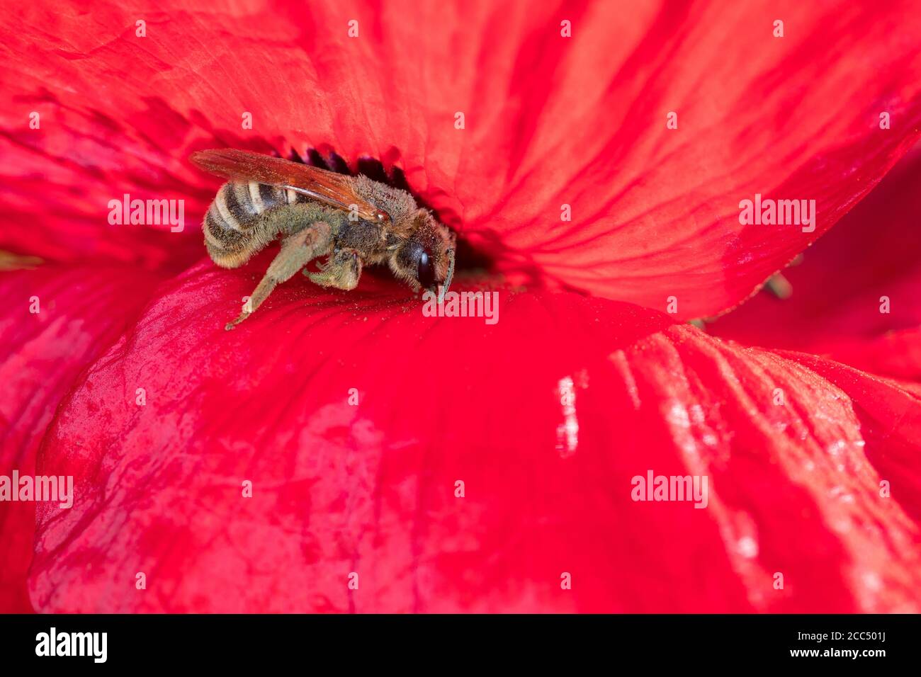 Great BANDED solco-ape (Halictus scabiosae), femmina che visita un fiore di papavero, Germania Foto Stock
