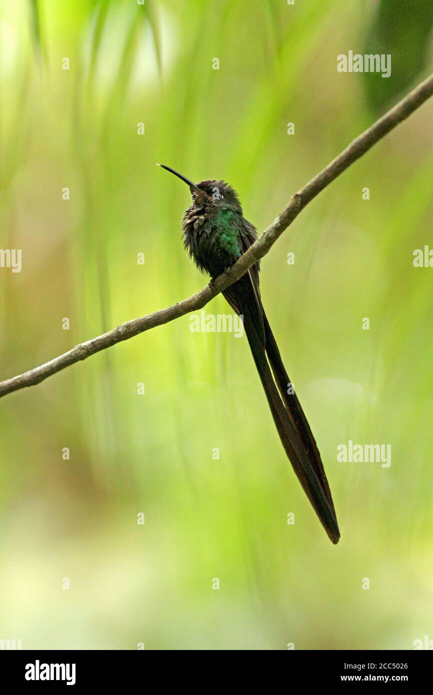 Colibrì con coda a forbice (Hylonympha macrocerca), arroccato su un ramo, il Venezuela Foto Stock