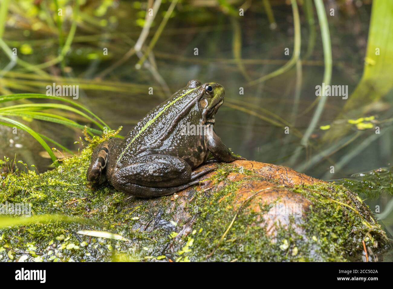 Rana di palude, rana di lago (Rana ridibunda, Pelophylax ridibundus), bagni di sole su una pietra ricoperta di muschio sulla riva, Germania, Baviera Foto Stock
