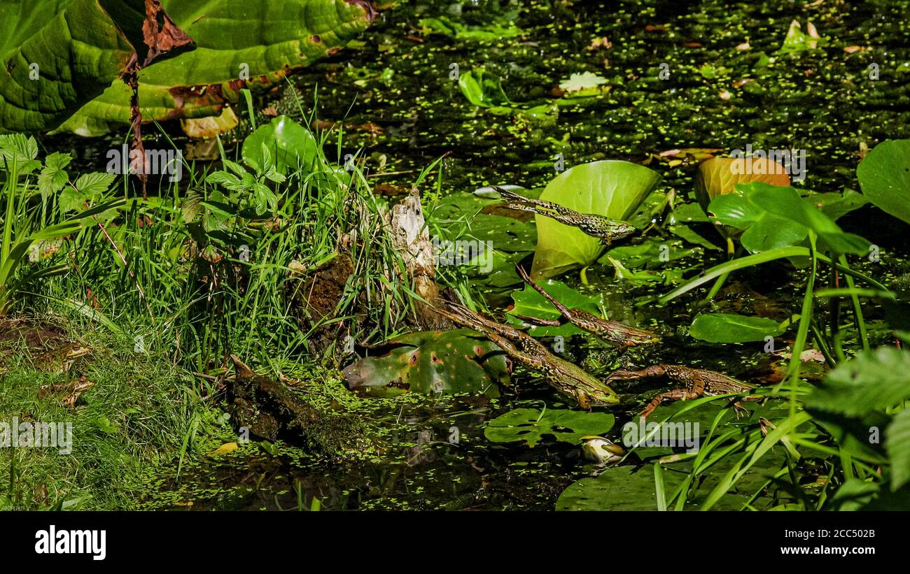 rana di palude, rana di lago (Rana ridibunda, Pelophylax ridibundus), quattro rane saltano dal loro posto di sole in uno stagno, Germania, Baviera, Isental Foto Stock