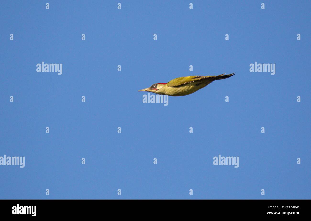 Picchio verde (Picus viridis), Adulti in volo contro un cielo blu, volare con ali ripiegate., Paesi Bassi Foto Stock