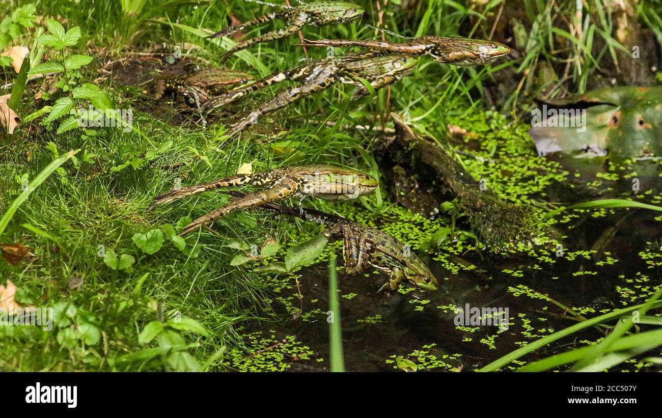 rana di palude, rana di lago (Rana ridibunda, Pelophylax ridibundus), diverse rane saltano dal loro posto di sole in uno stagno, Germania, Baviera, Isental Foto Stock