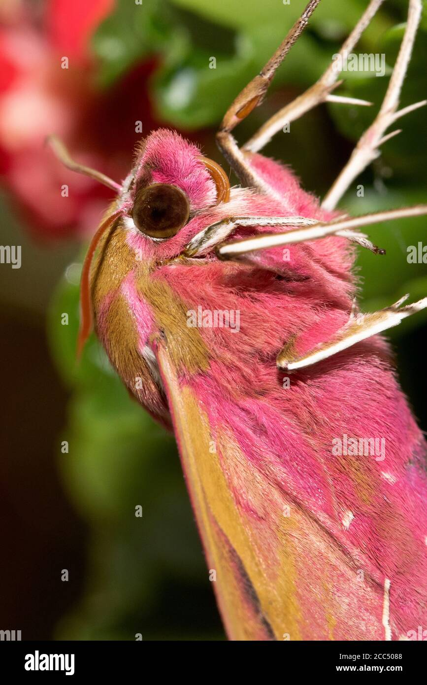 elephant Hawkmoth (Deilephila elpenor), vista laterale, dettaglio, Germania, Baviera Foto Stock