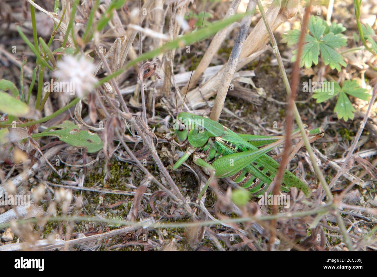 Donna adulta Wart-Biter (Decticus Verrucivorus) - Łatczyn brodawnik Foto Stock