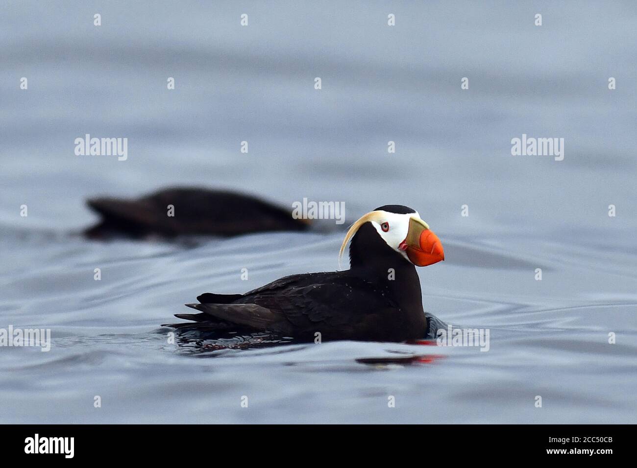 Puffin con tubed (Fratercla cirrhata, Lunda cirrhata), Adulti che nuotano in mare, Russia, Isole Kuril Foto Stock