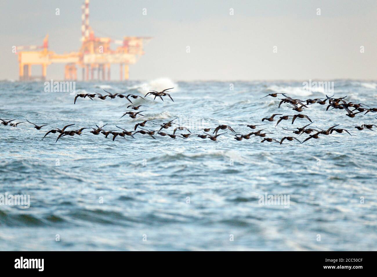 branta bernicla, gregge che sorvolano il mare, che migrano lungo la riva del Mare del Nord, con una piattaforma petrolifera in background, Foto Stock