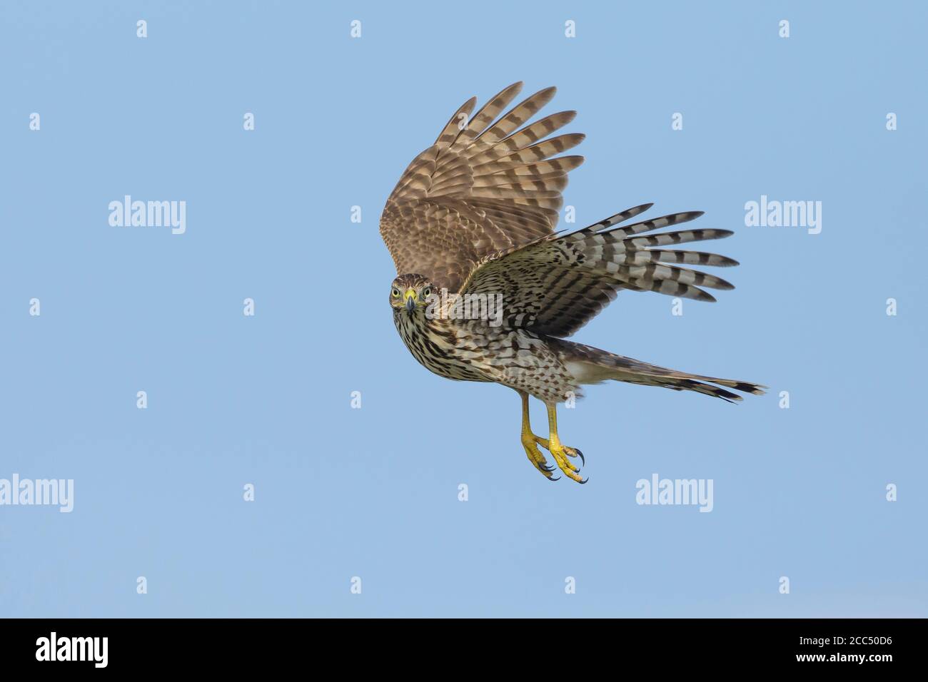 Falco di Cooper (Accipiter cooperii), immaturo in volo, visto da un lato, appeso a mezz'aria con i piedi dangling, USA, Texas Foto Stock