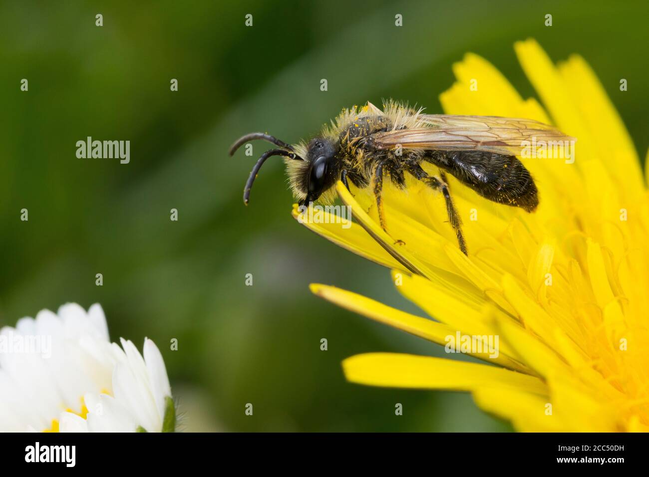 Ape da miniera a zampe gialle, ape da miniera a zampe gialle (Andrena cf. Flavipes), maschio in visita a un fiore di dente di leone, Germania Foto Stock