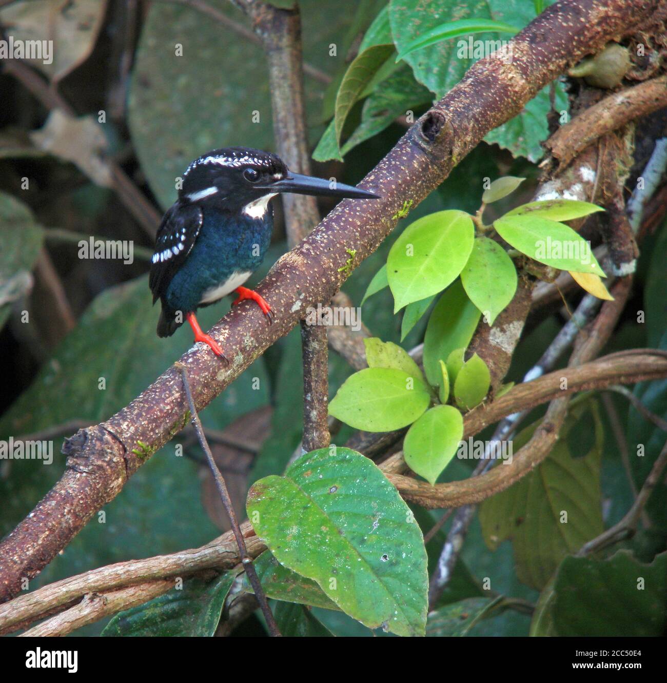 Martin pescatore argenteo, Kingfisher argentato meridionale (Ceyx argentatus), arroccato sul ramo, minacciato dalla perdita di habitat, Filippine, Mindanao Foto Stock