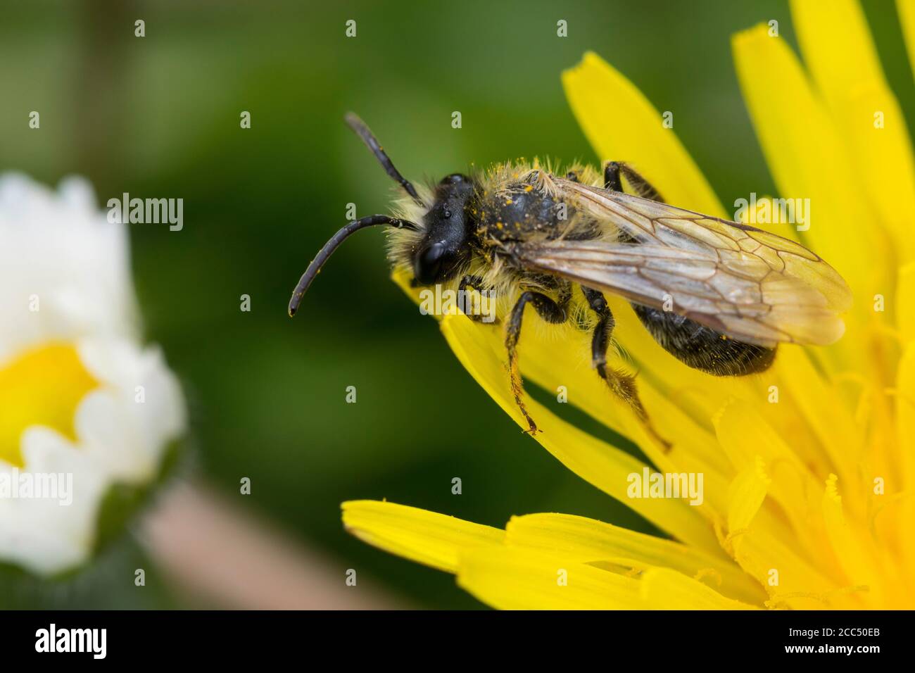 Ape da miniera a zampe gialle, ape da miniera a zampe gialle (Andrena cf. Flavipes), maschio in visita a un fiore di dente di leone, Germania Foto Stock