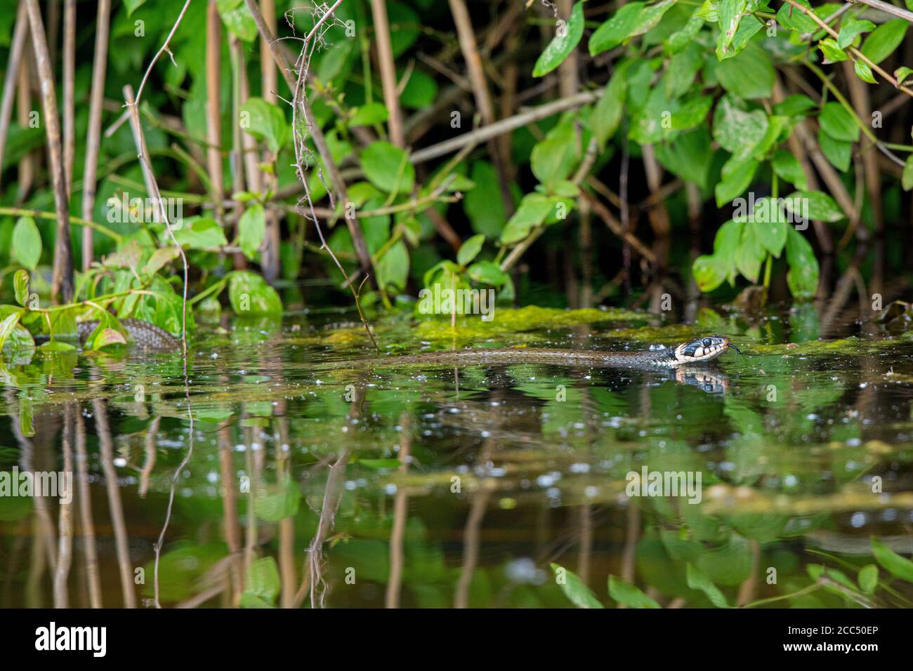 Serpente d'erba (Natrix natrix), nuoto sulla riva del laghetto, vista laterale, Germania, Baviera, Erdinger Moos Foto Stock