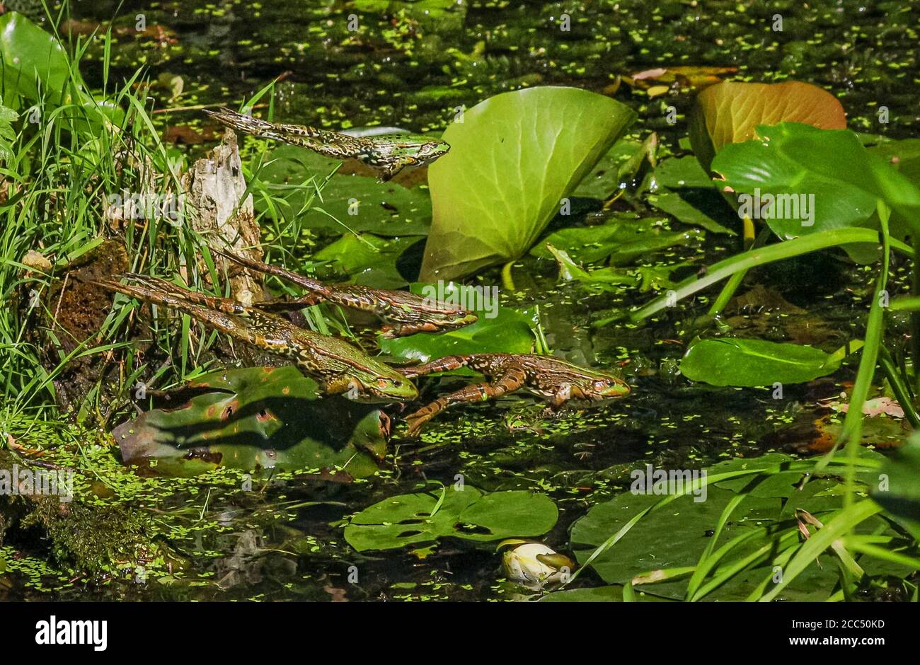 rana di palude, rana di lago (Rana ridibunda, Pelophylax ridibundus), diverse rane saltano dal loro posto di sole in uno stagno, Germania, Baviera, Isental Foto Stock