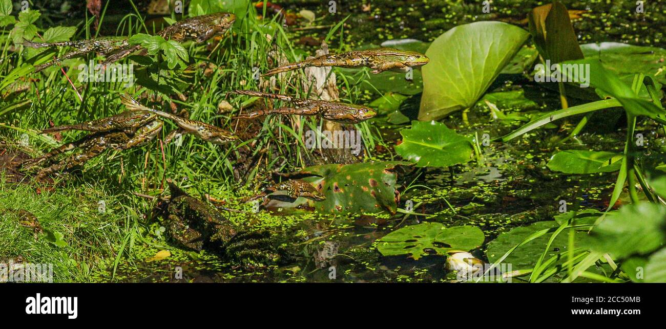 Rana di palude, rana di lago (Rana ridibunda, Pelophylax ridibundus), molti che saltano dal loro posto di sole nello stagno, Germania, Baviera Foto Stock