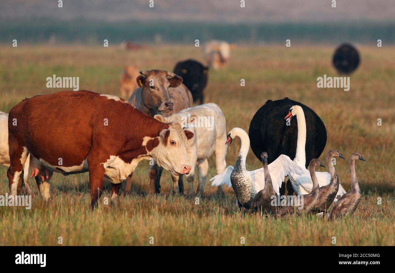 Cigno muto (Cygnus olor), genitori che difendono i loro figli contro una mandria di bestiame, Danimarca Foto Stock
