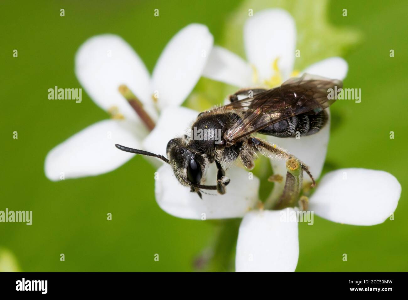 L'ape mineraria (Andrena spec.), una donna che visita fiori di Alliaria petiolata, Germania Foto Stock