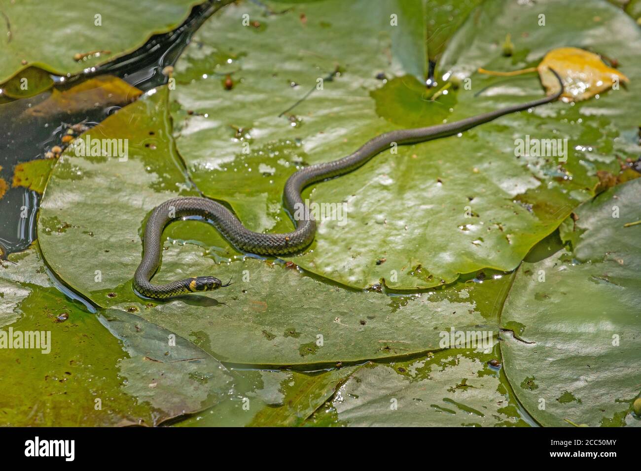 Serpente d'erba (Natrix natrix), che colpisce una foglia di giglio, Germania, Baviera Foto Stock