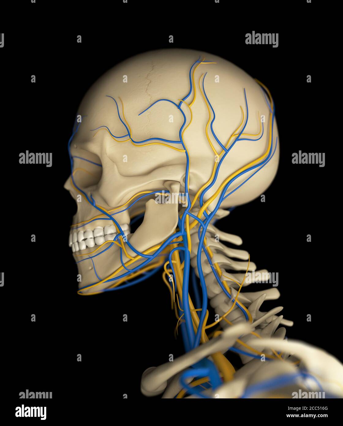 Illustrazione dell'anatomia di scheletro umano, cranio, testa, illustrazione 3d Foto Stock