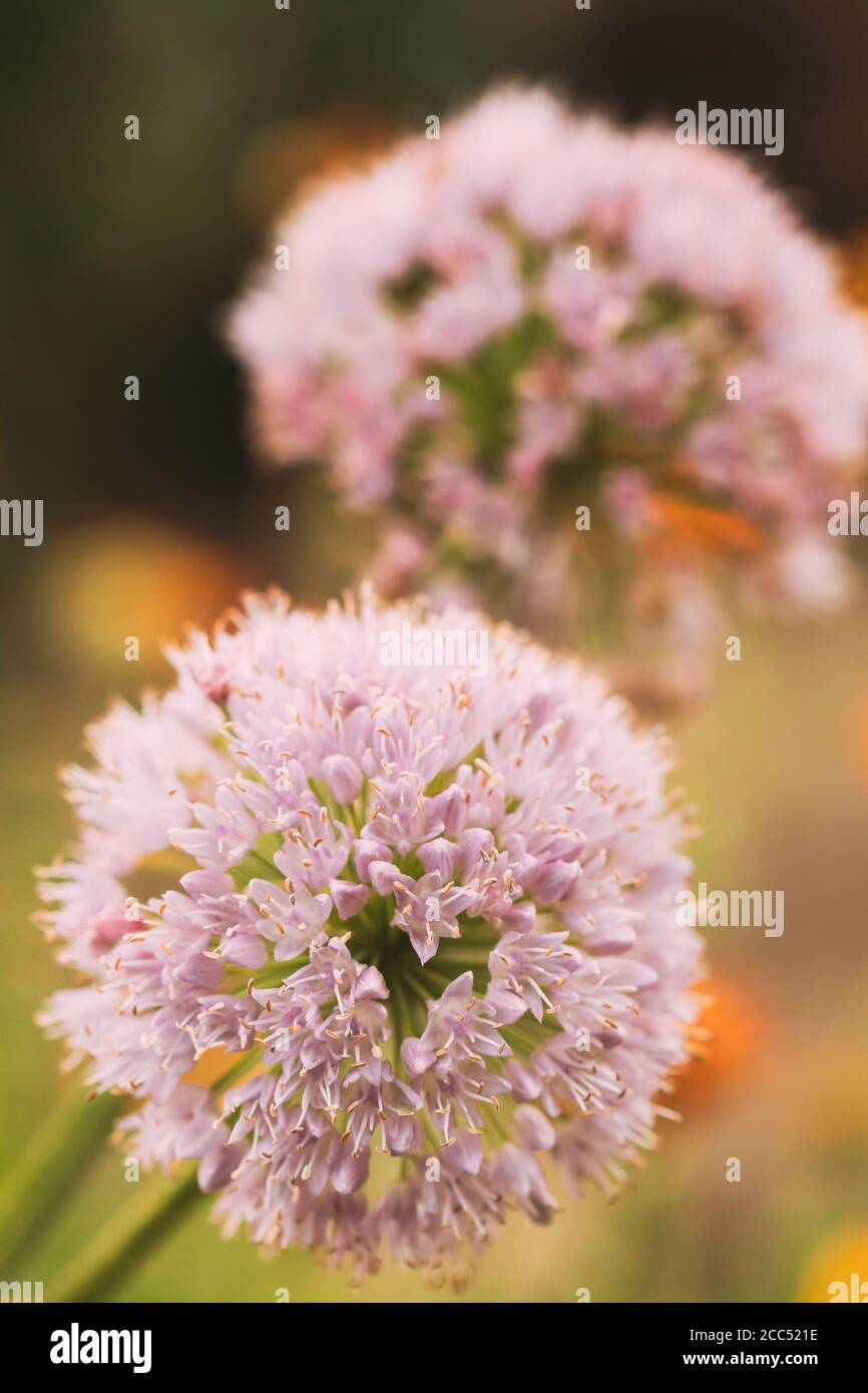 Decorativo Allium cipolla fiorita Fiori bianchi in Giardino Foto Stock