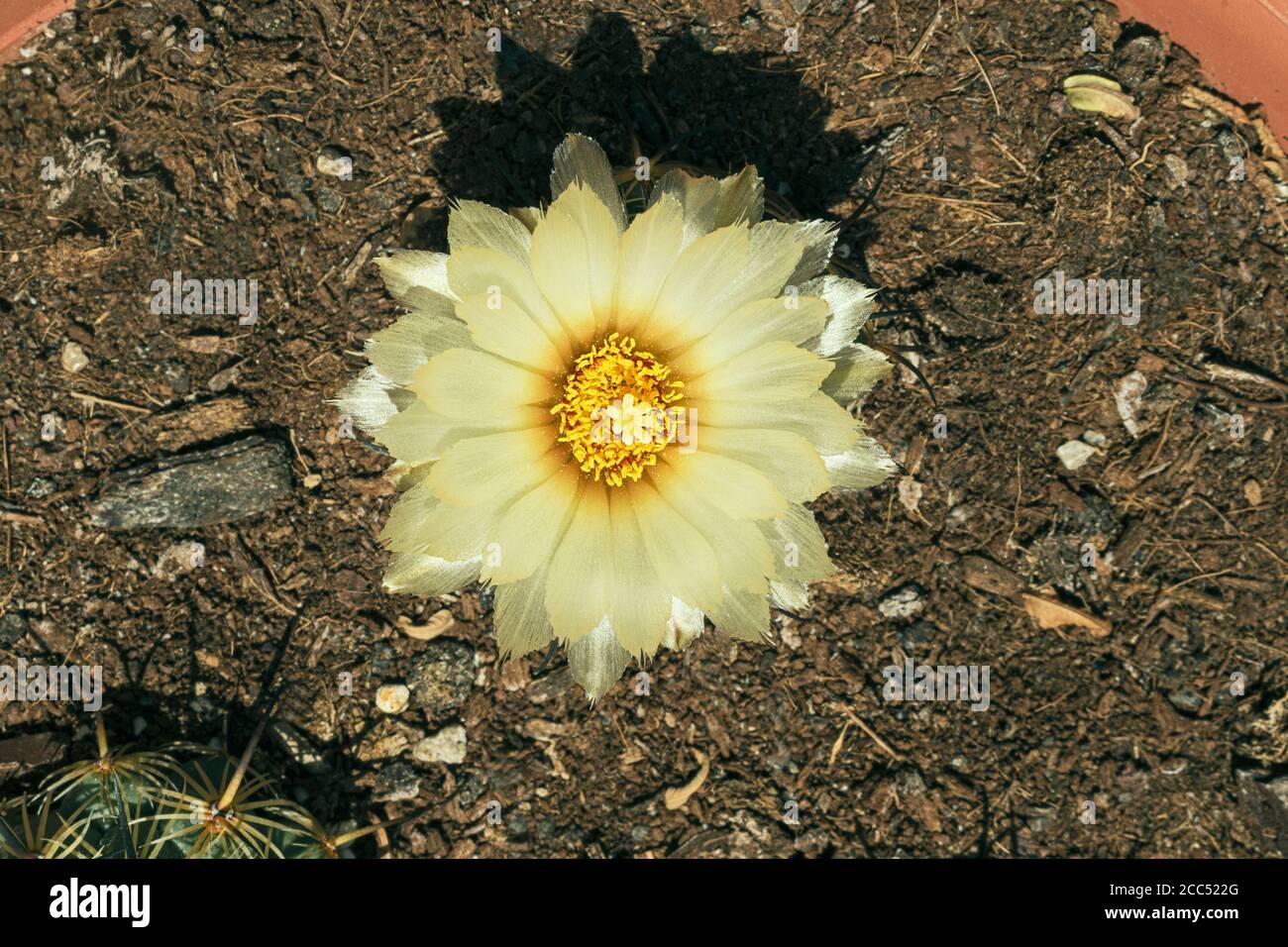 Primo piano di un rinoceronte giallo Coryphantha cornifera Cactus Flower di riccio di mare mostra il dettaglio del fiore con la pianta nascosta sotto Foto Stock