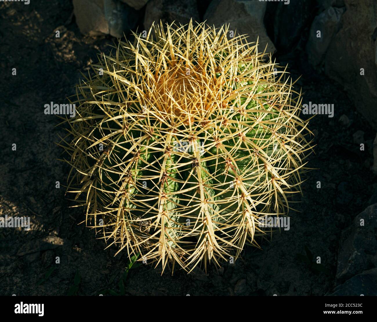 Un giovane cactus messicano dorato di barile Echinocactus grusonii che cresce in un giardino di habitat del deserto illuminato dal sole che tramonta e. incorniciato da rocce profondamente ombreggiate Foto Stock